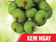 Tin tức sức khỏe - Đừng vội cắt trĩ (lòi dom) khi bạn chưa biết sự thật này